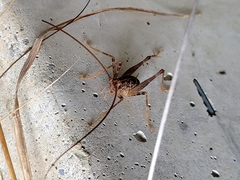 Pleioplectron simplex