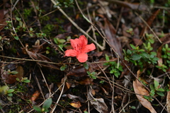Rhododendron nakaharae