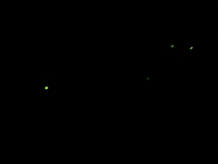 Phanophorus perspicax