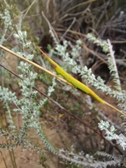 Betiscoides meridionalis