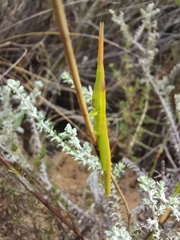 Betiscoides meridionalis