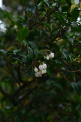 Vaccinium bracteatum wrightii