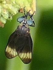 Holcocephala analis