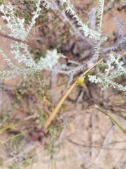 Betiscoides meridionalis