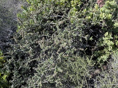 Ceanothus masonii