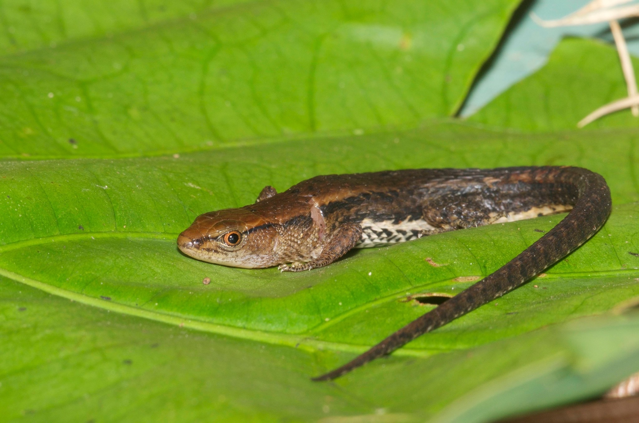 Alopoglossus angulatus (Linnaeus, 1758)