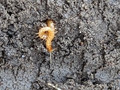 Haplophilus subterraneus