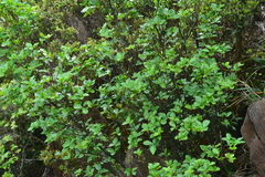 Rhododendron mariesii