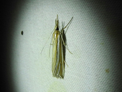 Hednota relatalis