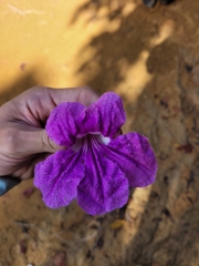 Bignonia corymbosa