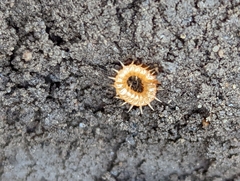 Haplophilus subterraneus