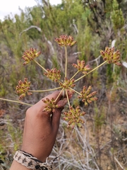 Lichtensteinia lacera