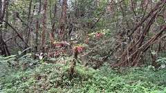 Drymonia coccinea