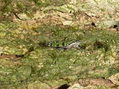 Paracrocampsa aulaeata