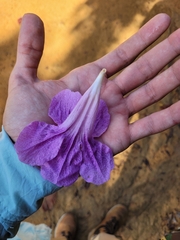 Bignonia corymbosa