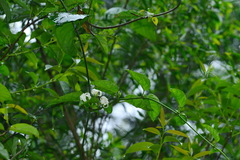 Jasminanthes mucronata