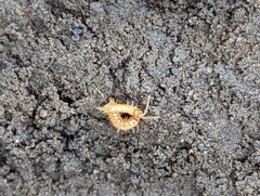 Haplophilus subterraneus