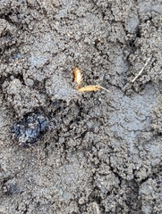 Haplophilus subterraneus