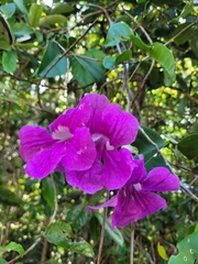 Bignonia corymbosa