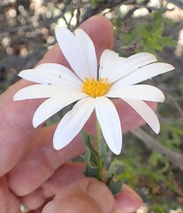 Dimorphotheca cuneata