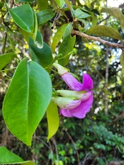 Bignonia corymbosa