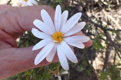 Dimorphotheca cuneata