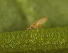 Anaphothrips obscurus