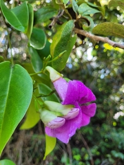 Bignonia corymbosa