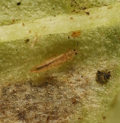 Anaphothrips obscurus
