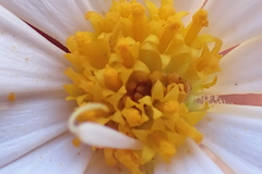 Dimorphotheca cuneata