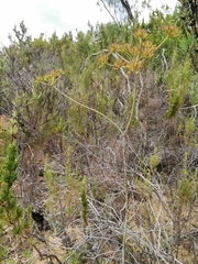 Lichtensteinia lacera