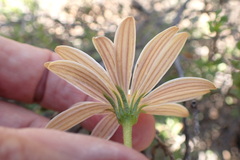 Dimorphotheca cuneata
