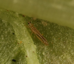 Anaphothrips obscurus