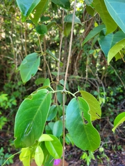 Bignonia corymbosa