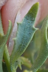 Dimorphotheca cuneata