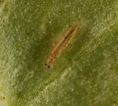 Anaphothrips obscurus