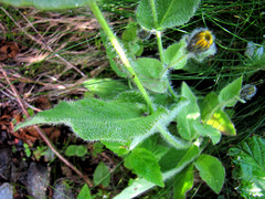Hieracium amplexicaule