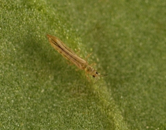 Anaphothrips obscurus