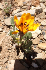 Gazania heterochaeta