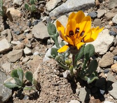 Gazania heterochaeta