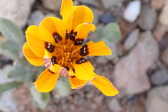 Gazania heterochaeta