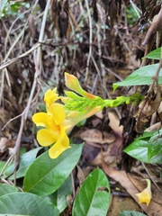 Mandevilla hirsuta