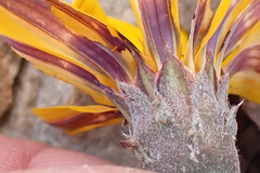 Gazania heterochaeta