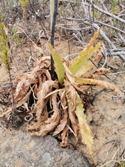 Lichtensteinia lacera