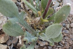 Gazania heterochaeta