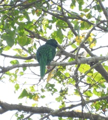 Chrysococcyx cupreus