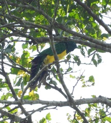 Chrysococcyx cupreus