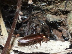 Phanophorus perspicax