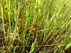 Juncus nodosus