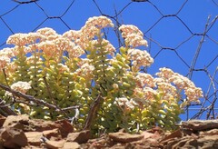 Crassula rupestris